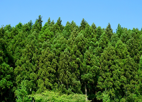 当社は林業に携わり先代、先々代と三代にわたって森林に関わってきた会社です。